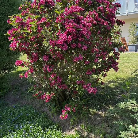 アパート Erholung Im Westerwald ! ハーヘンブルク